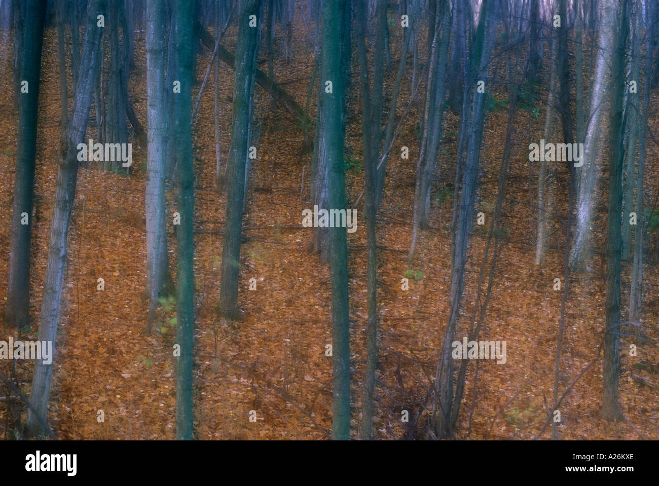 Ahorn-Baum-Stämme und Laub, Manitoulin Island, Ontario, Kanada. Doppelbelichtung, weiche Wirkung. Stockfoto