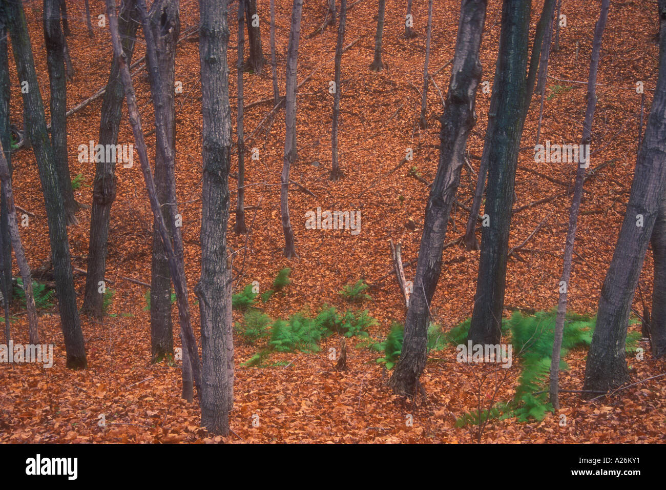 Ahorn Baumstämme vom Wind verwehten Farne und Laub, Manitoulin Island, Ontario, Kanada Stockfoto