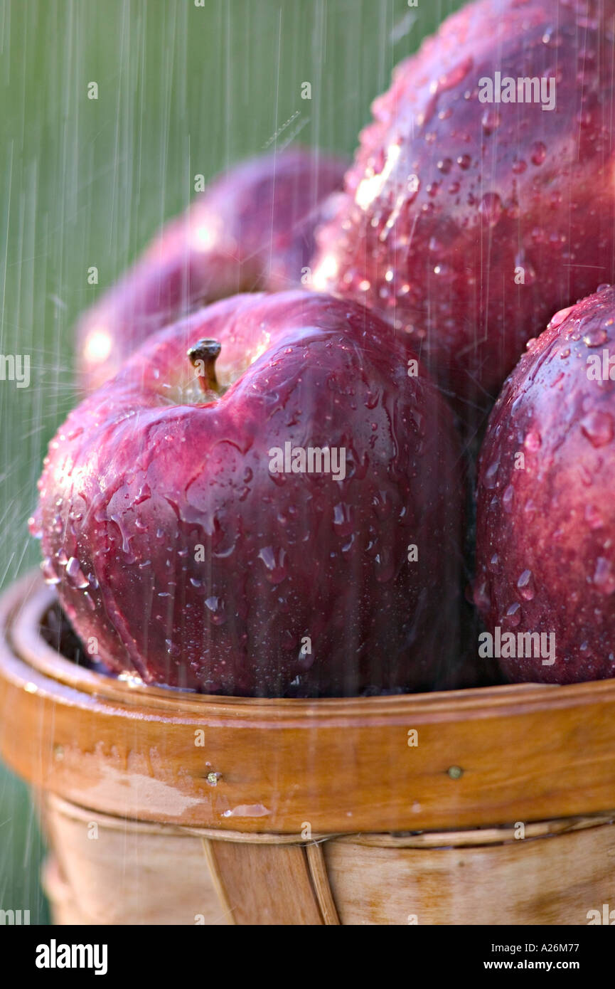 Äpfel im Regen Stockfoto