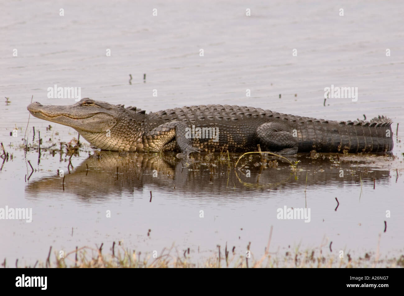 Amerikanischer Alligator (Alligator Mississippiensis) Erwachsene Alligator Myakka River SP FL Stockfoto