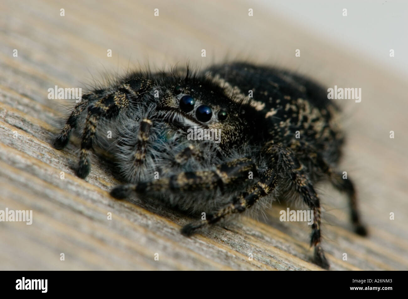 Gewagte jumping Spider (Phidippus Audax) Jagd auf Terrasse Geländer. Ontario Stockfoto