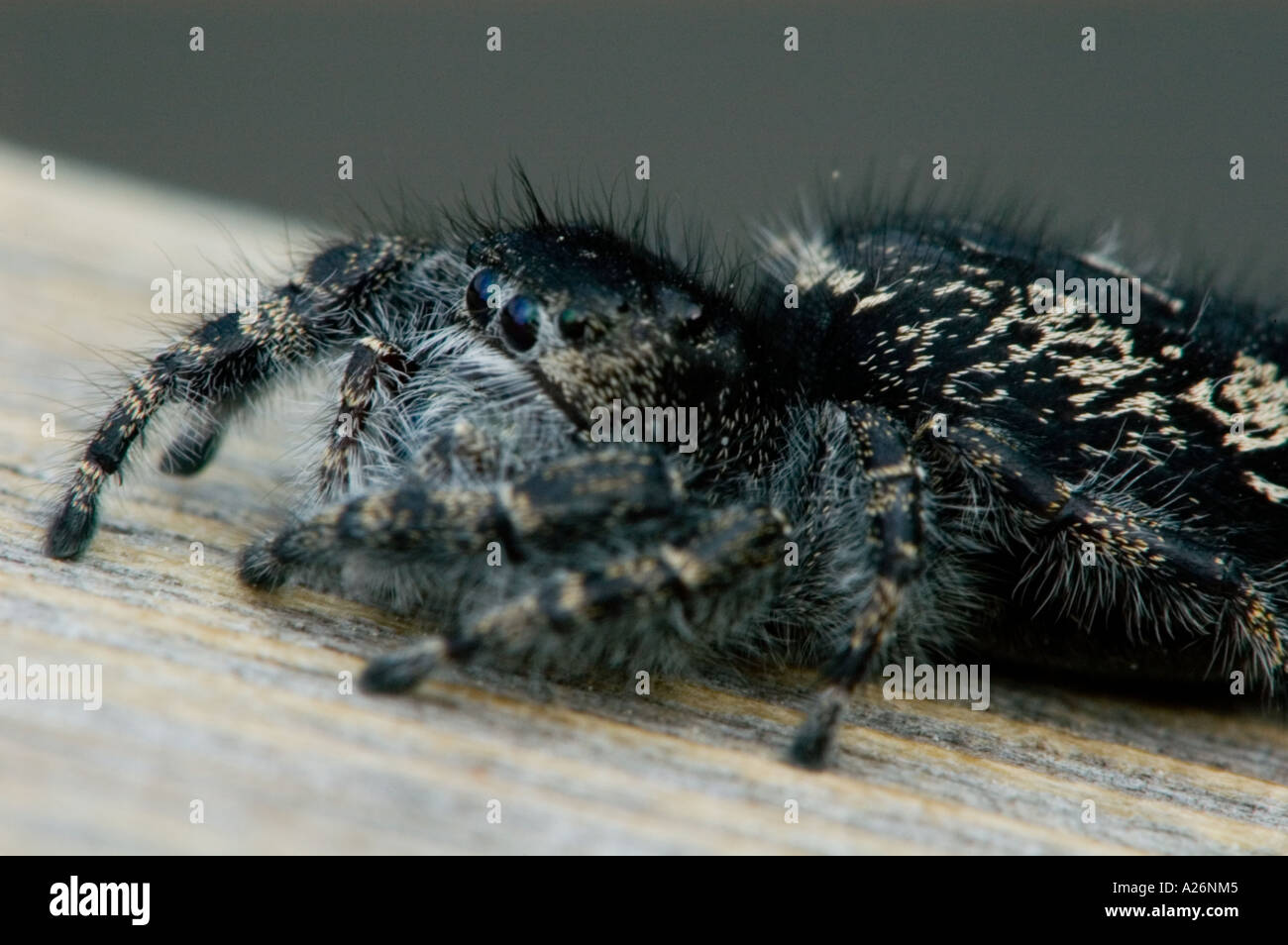 Gewagte jumping Spider (Phidippus Audax) Jagd auf Terrasse Geländer. Ontario Stockfoto