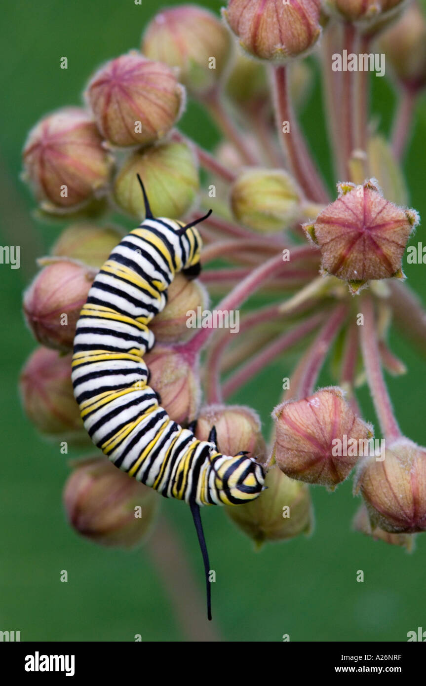 Caterpillar Monarch (danaus Plexippus) Raupen Fütterung auf milkweed Blumen. Ontario, Kanada Stockfoto