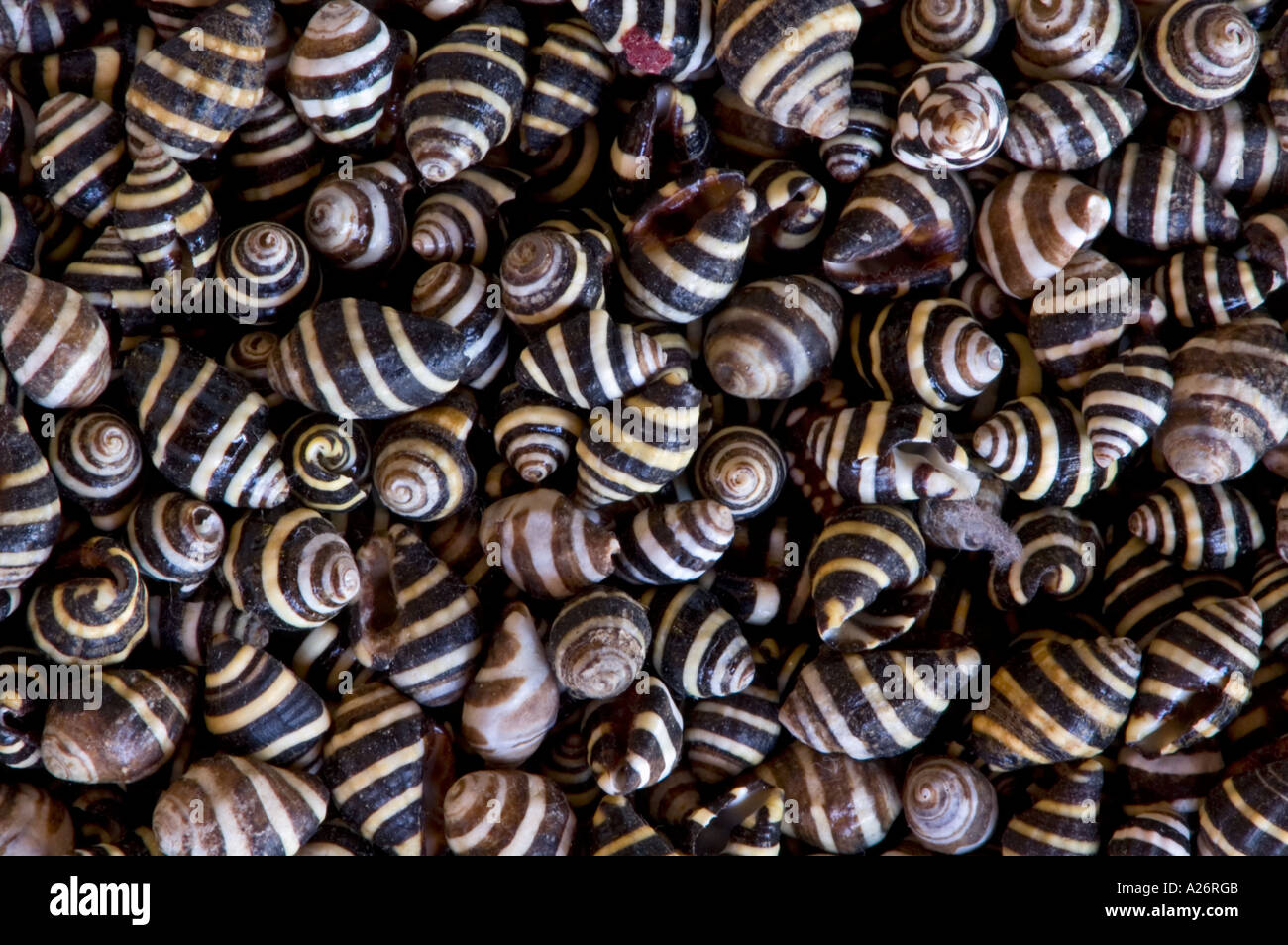Sammlung von Muscheln der Meere von Sanibel Island Florida Stockfoto