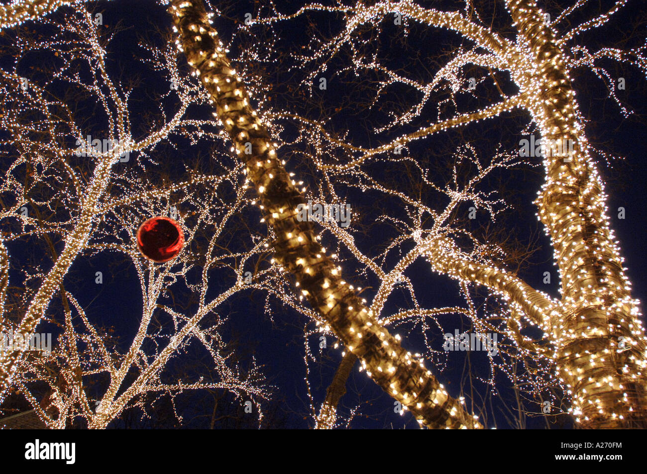 Vierzigtausend 40000 weißen Lichtern schmücken Bäume Central Park in Manhattan, New York zu Weihnachten Stockfoto