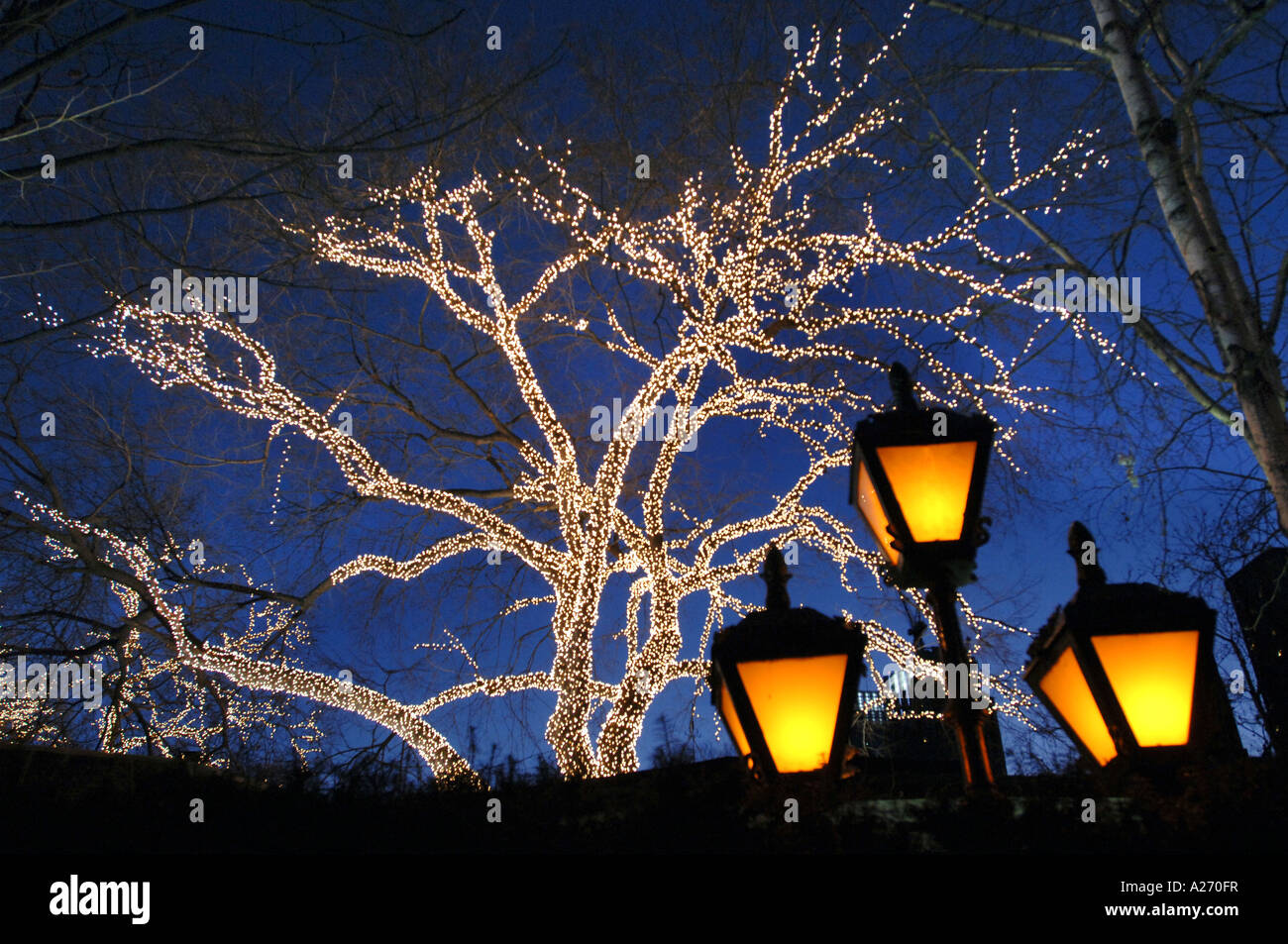 Vierzigtausend 40000 weißen Lichtern schmücken Bäume Central Park in Manhattan, New York zu Weihnachten Stockfoto