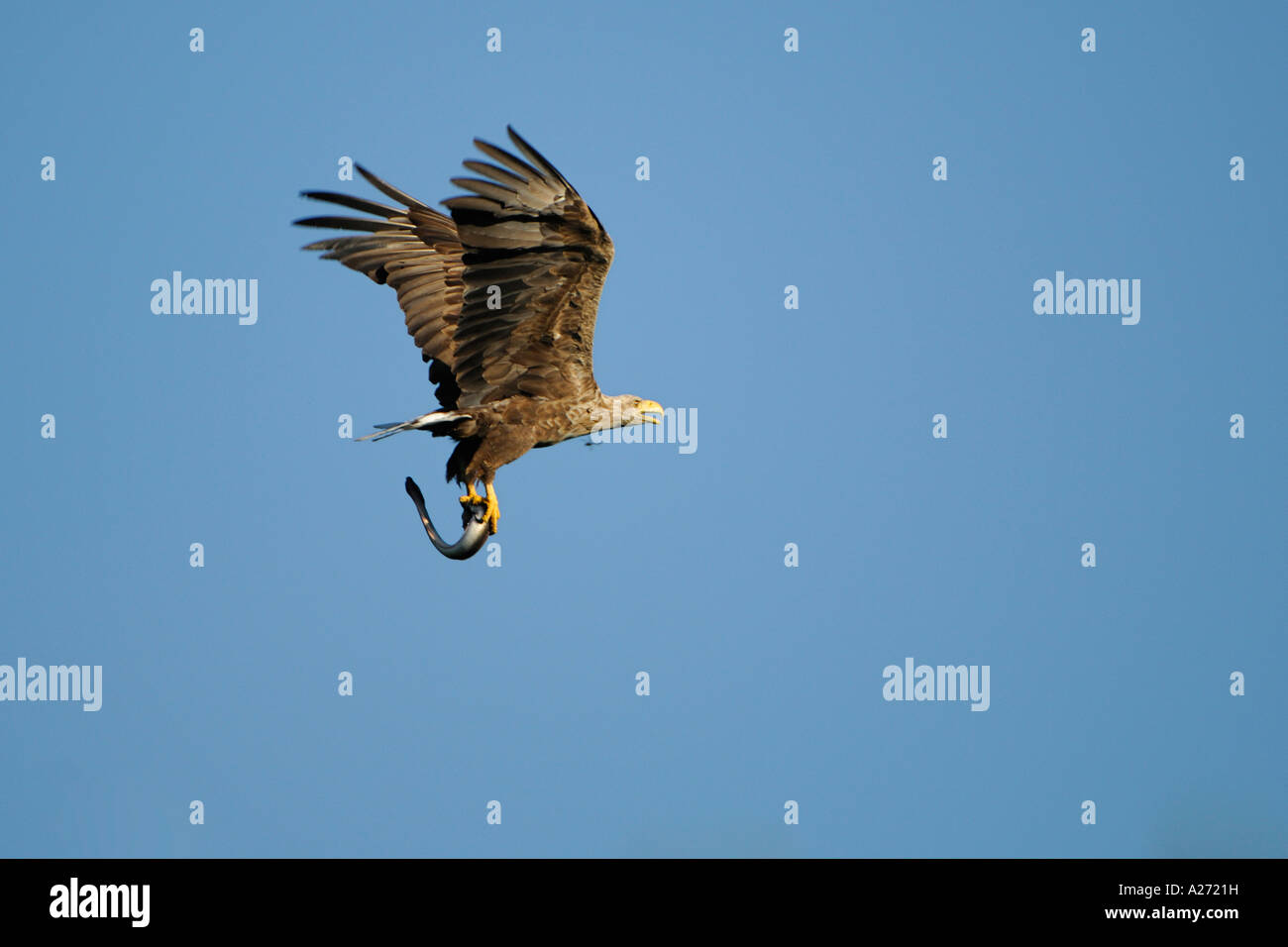 White tailed Eagle (Haliaeetus Horste) während des Fluges mit echten Aale (Bartmännchen) Stockfoto