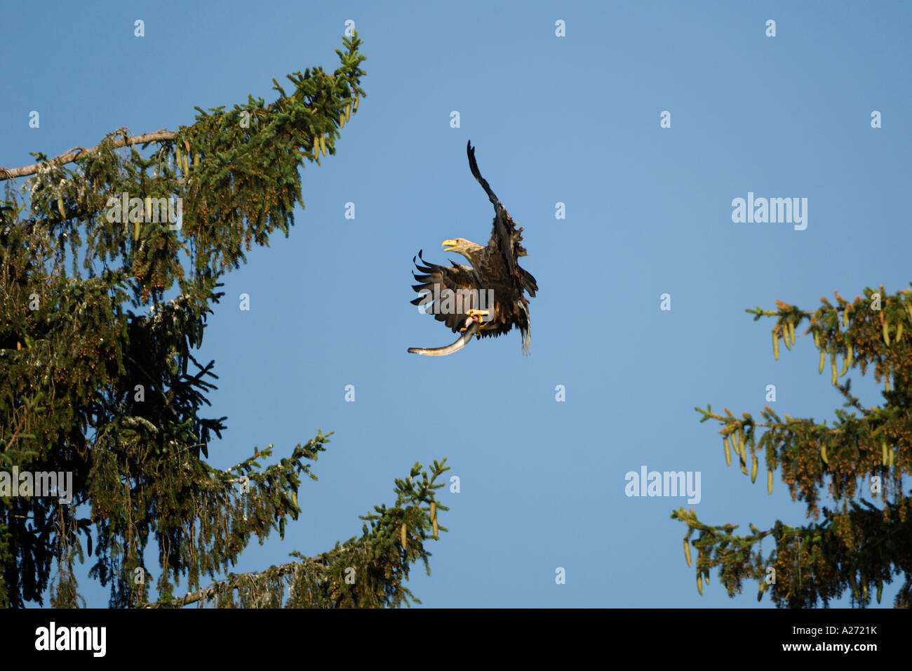 White tailed Eagle (Haliaeetus Horste) während des Fluges mit echten Aale (Bartmännchen) Stockfoto