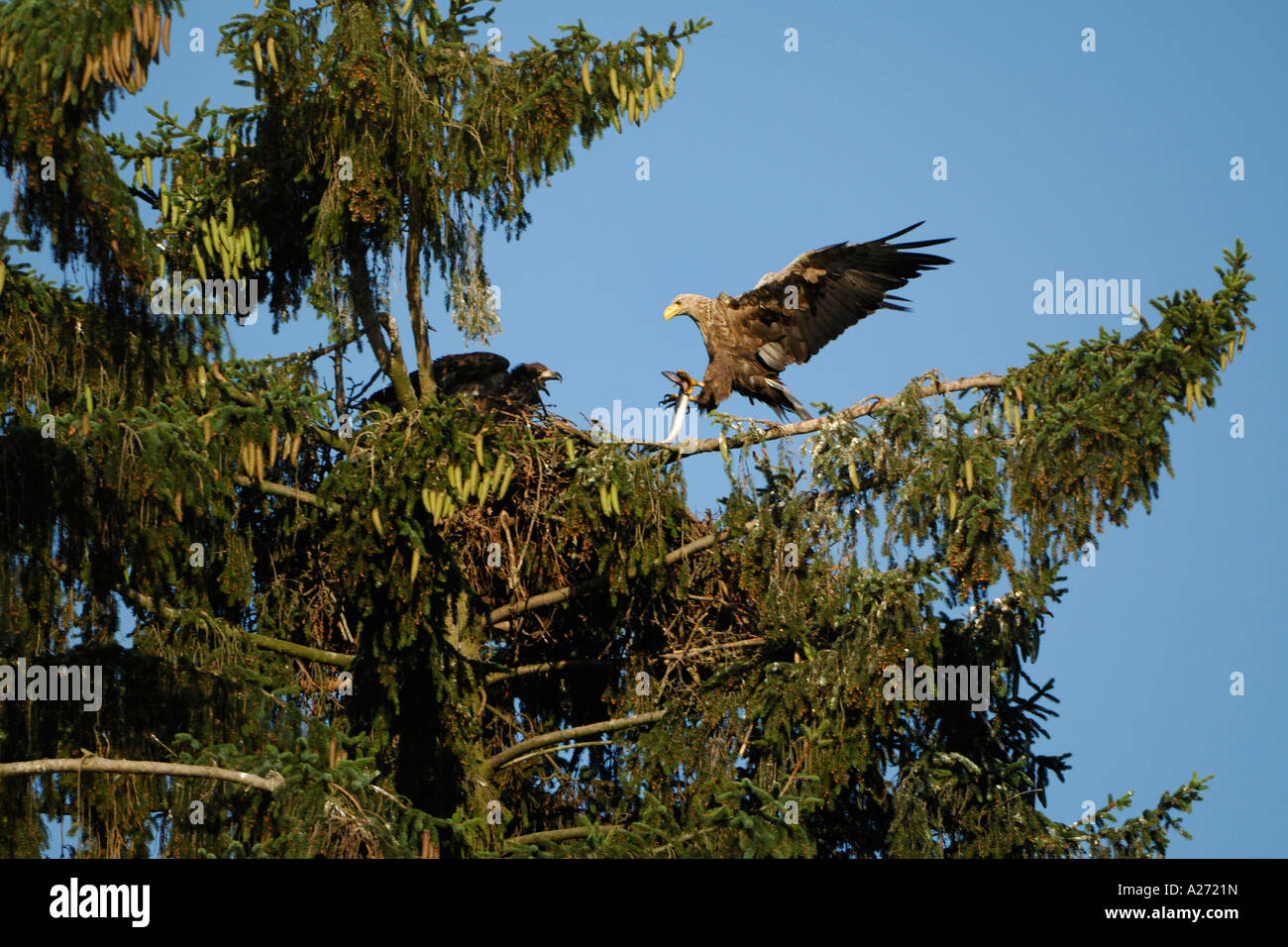 White tailed Eagle (Haliaeetus Horste) während des Fluges mit echten Aale (Bartmännchen) zum nest Stockfoto