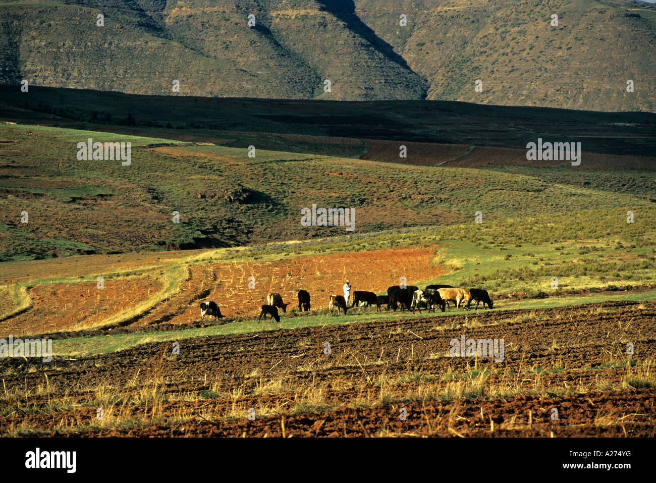 Hirt mit Rindern in die Maluti Mountains, Lesotho, Afrika Stockfoto