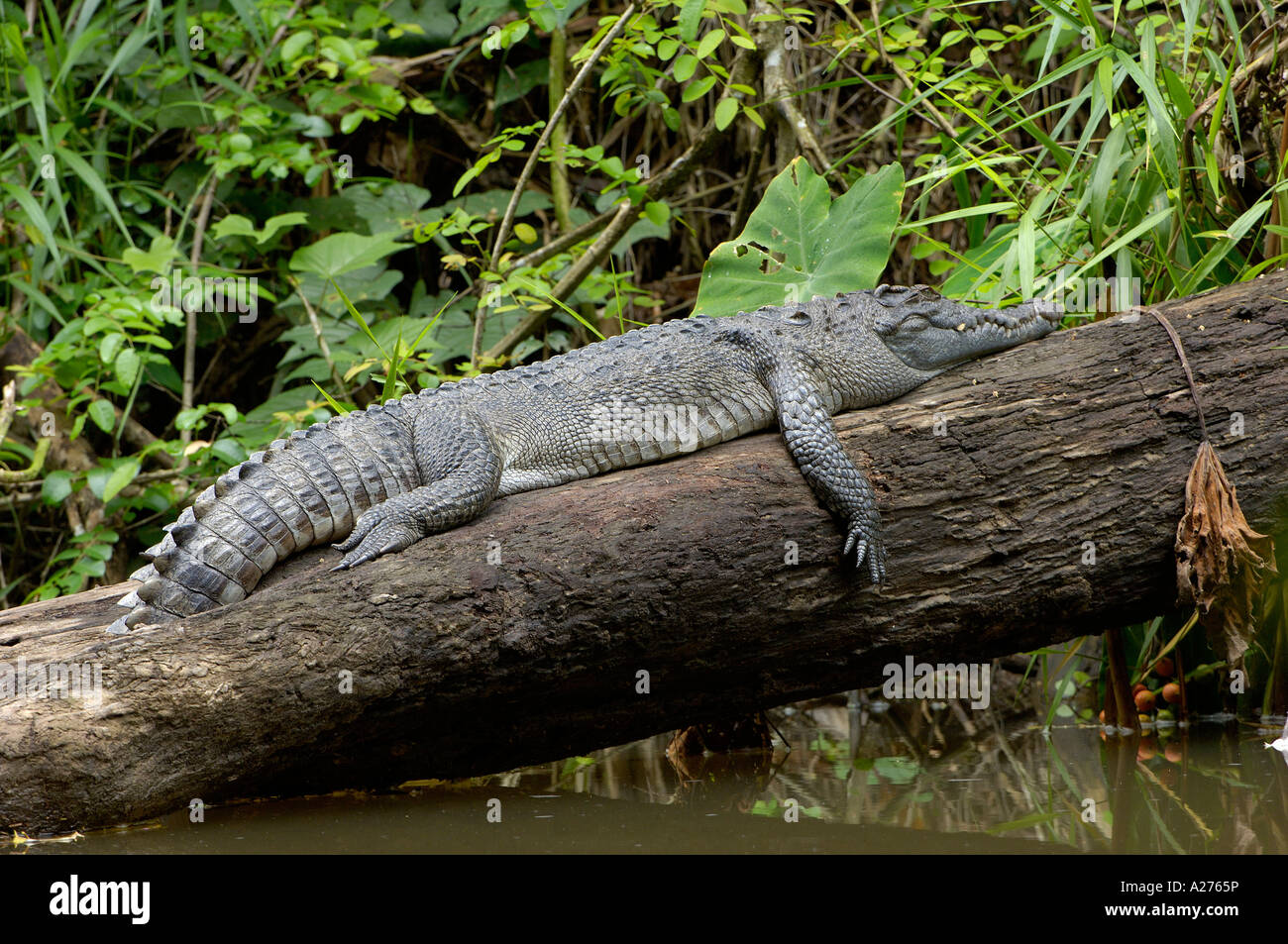 Crocodil, Krokodilus Siamensis im Nationalpark Khao Yai, thailand Stockfoto