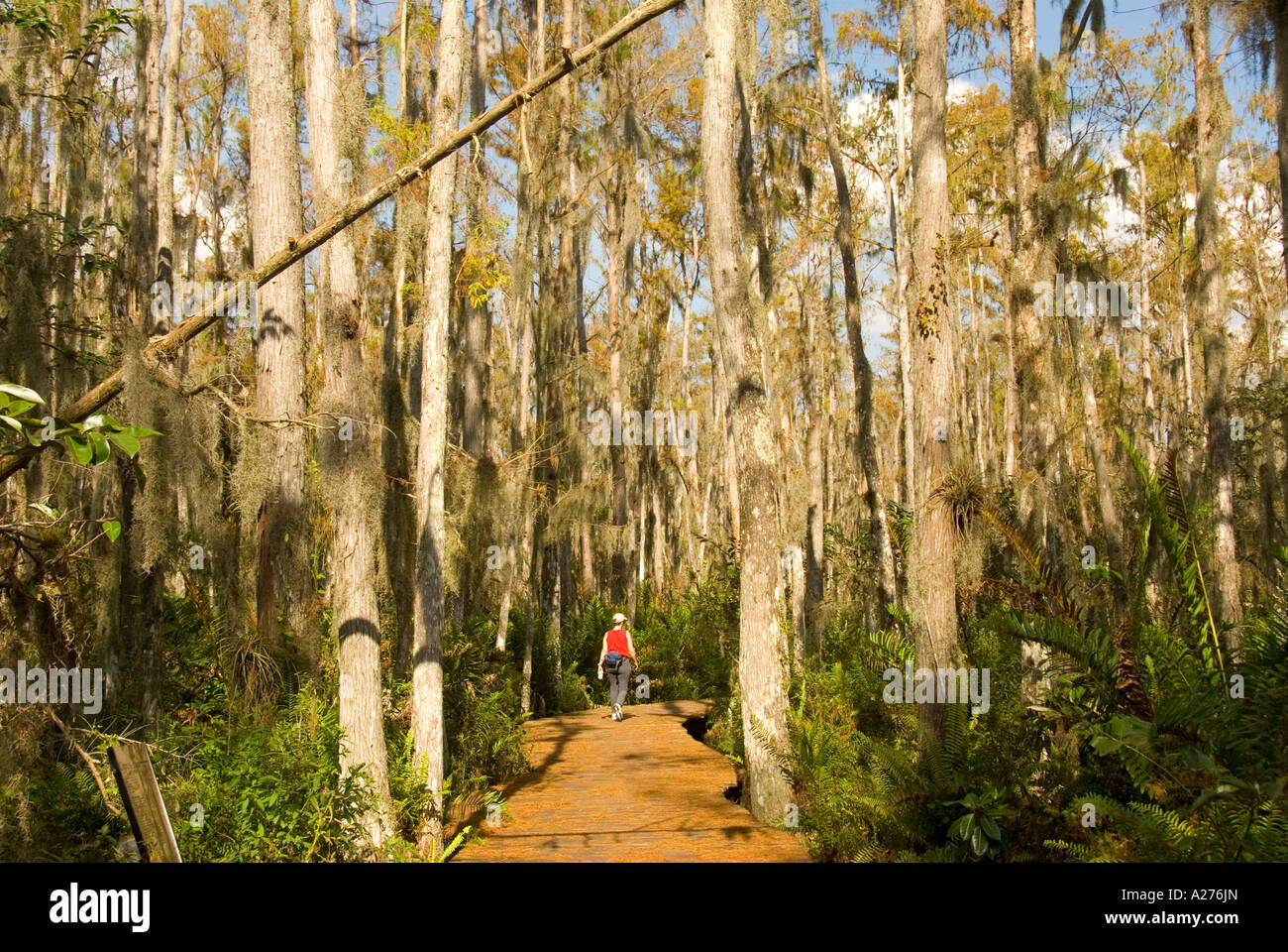 Florida Loxahatchee National Wildlife Refuge-Zypresse-Sumpf-Promenade Stockfoto