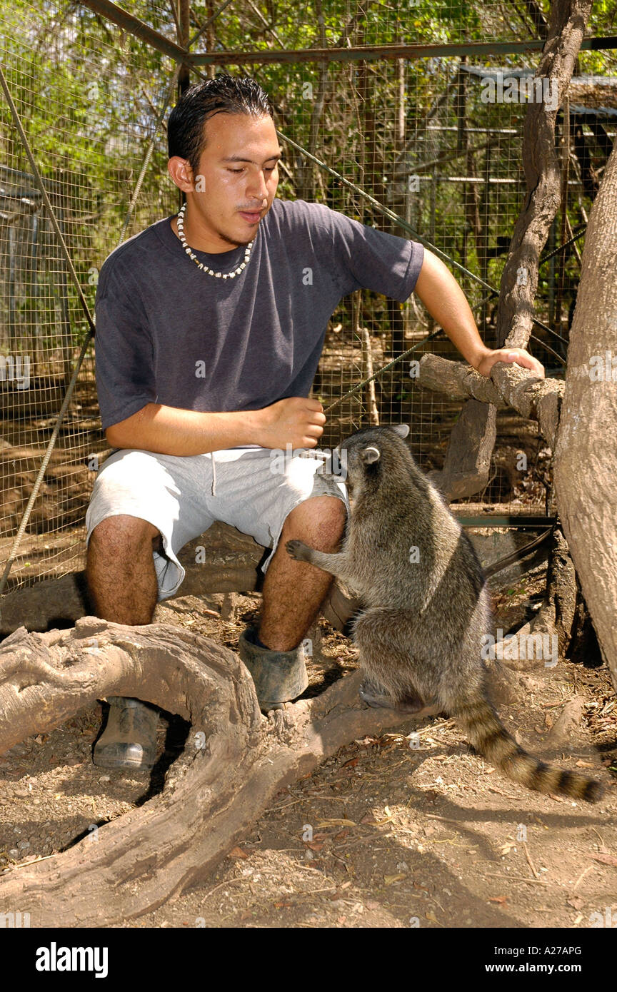 Tierrettung Mitte Telefonzentrale spielen mit Krabben essen Waschbär, Provinz Guanacaste, Costa Rica, Mittelamerika Stockfoto