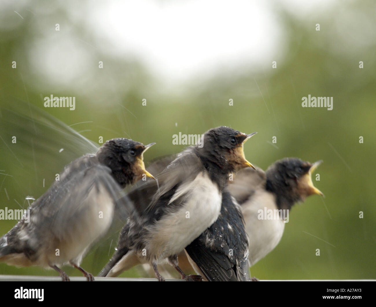 Kinder schlucken Vögel thront auf Kabel warten gefüttert, HAPPISBURGH NORFOLK East Anglia, England, Grossbritannien. Stockfoto