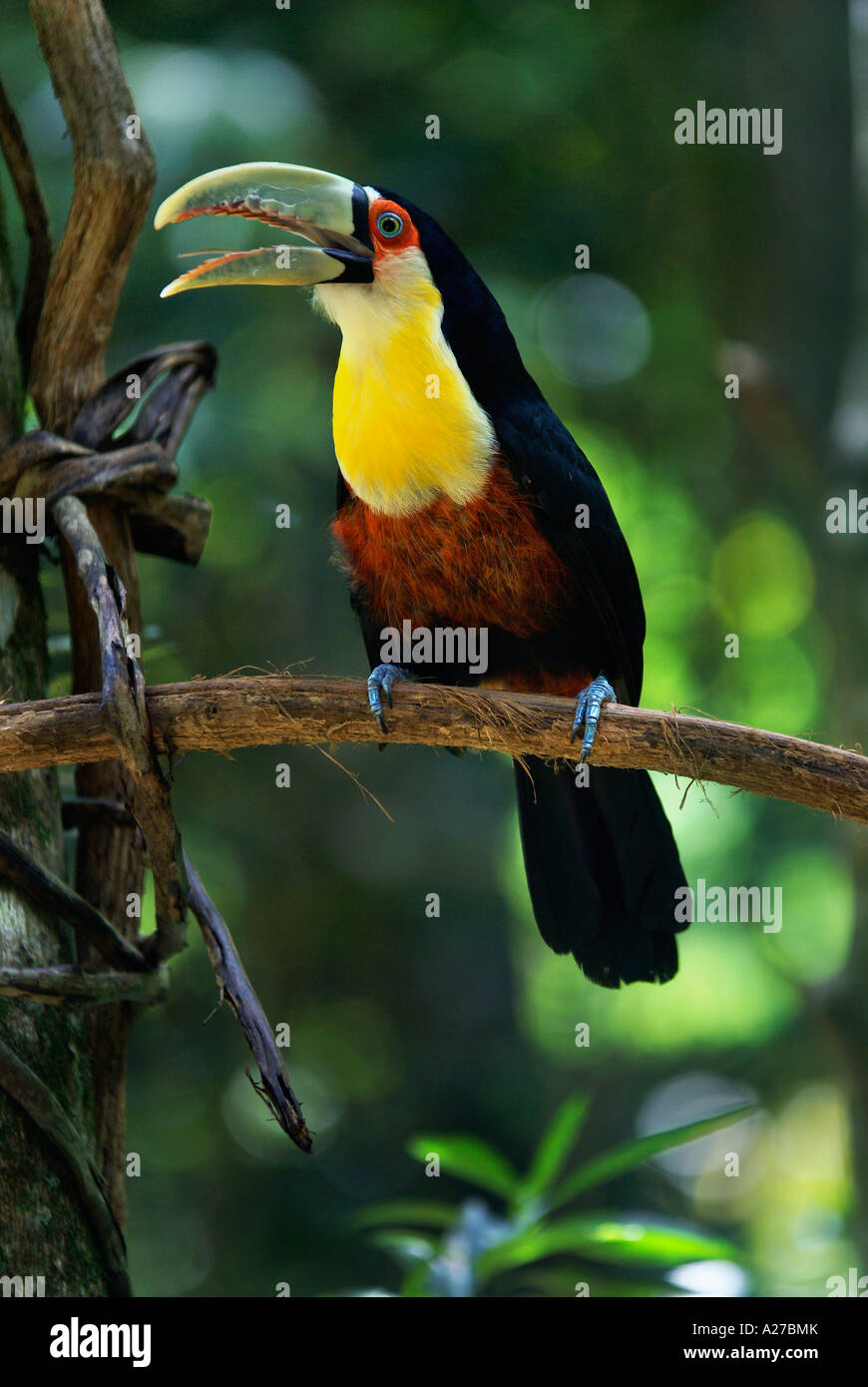 Breasted Toucan (Ramphastos Dicolorus) lesen Stockfoto