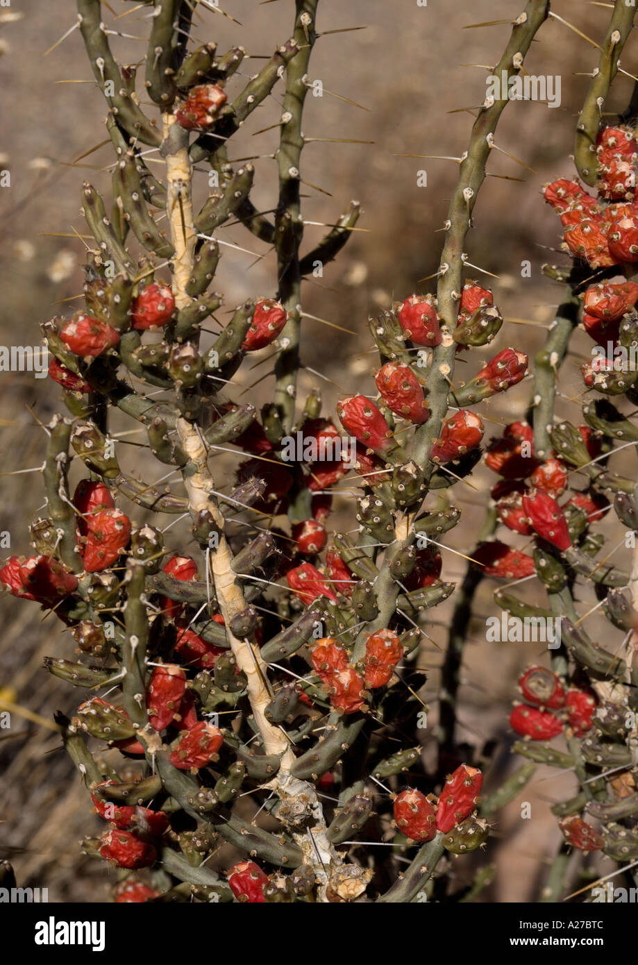 Wüste Weihnachtskaktus in Obst im winter Stockfoto