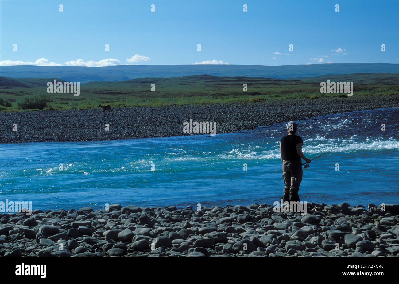Sport Angeln Frau Uhren vorbei Caribou arktische Tundra Killik-River North Slope in National Petroleum zu bewahren Alaska Stockfoto