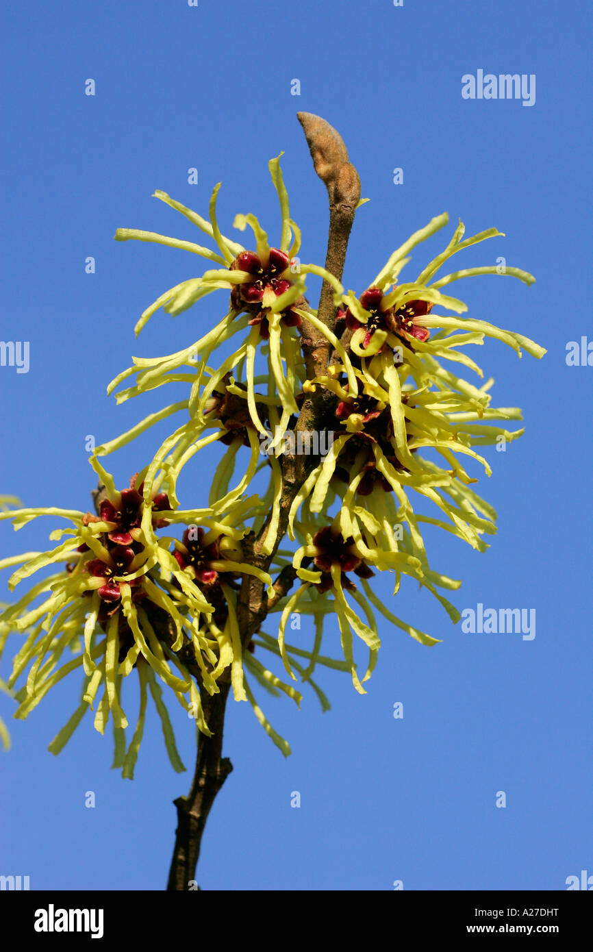 Hexe Hazel Sunburst (Hamamelis intermedia Sunburst) Stockfoto