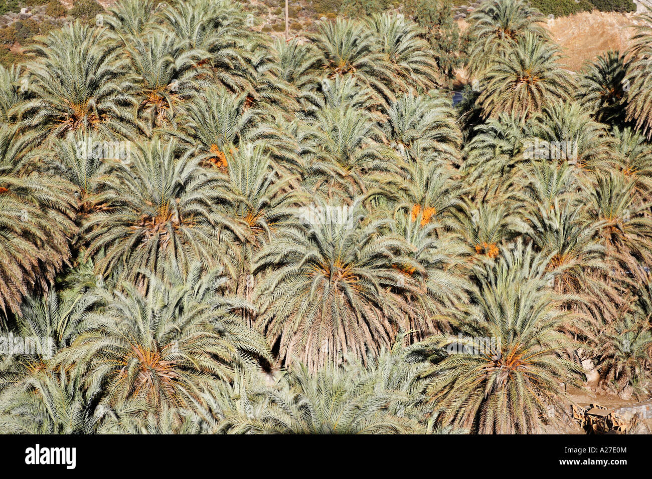 Palmenstrand Vai, endemische Palme Phoenix Theophrasti, Ost Kreta, Griechenland Stockfoto