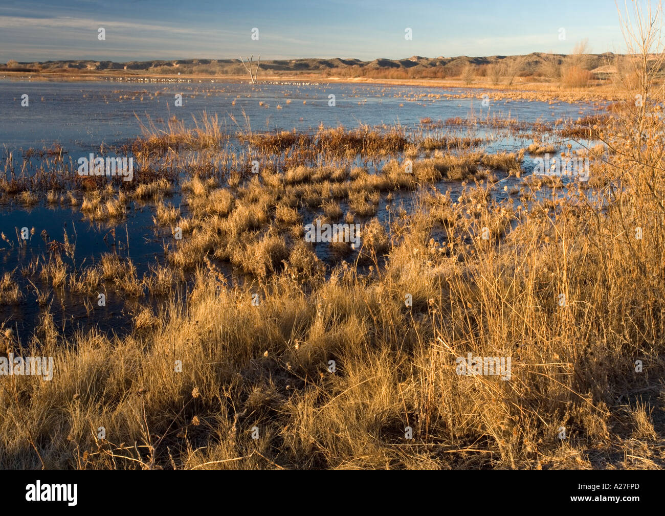 Feuchtgebiet in Bosque del Apache National Wildlife Refuge im Hochwinter bei Morgengrauen, New Mexico, USA Stockfoto