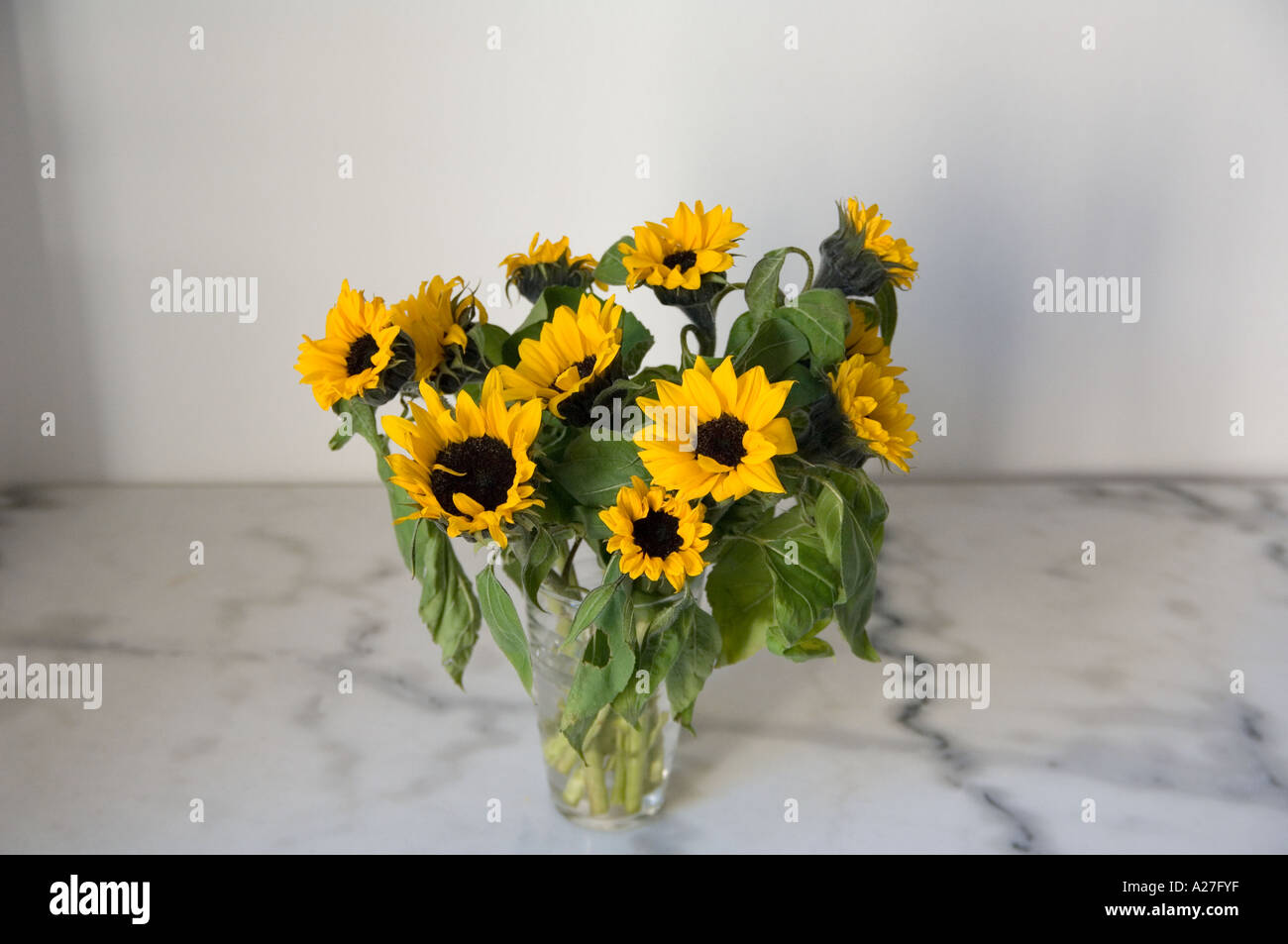 Eine Reihe von Sonnenblumen in einem Glas Wasser auf einem Marmortisch Stockfoto