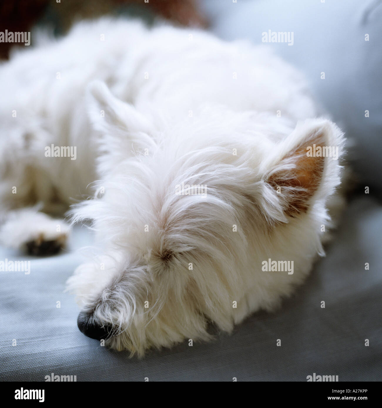 eine weiße West Highland Terrier schlafend auf dem sofa Stockfoto