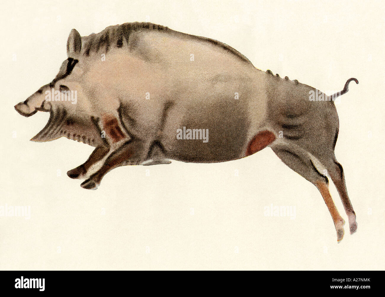 Prähistorischen Höhlenmalereien von Altamira Spanien ein Wildschwein. Farbe Halbton Stockfoto