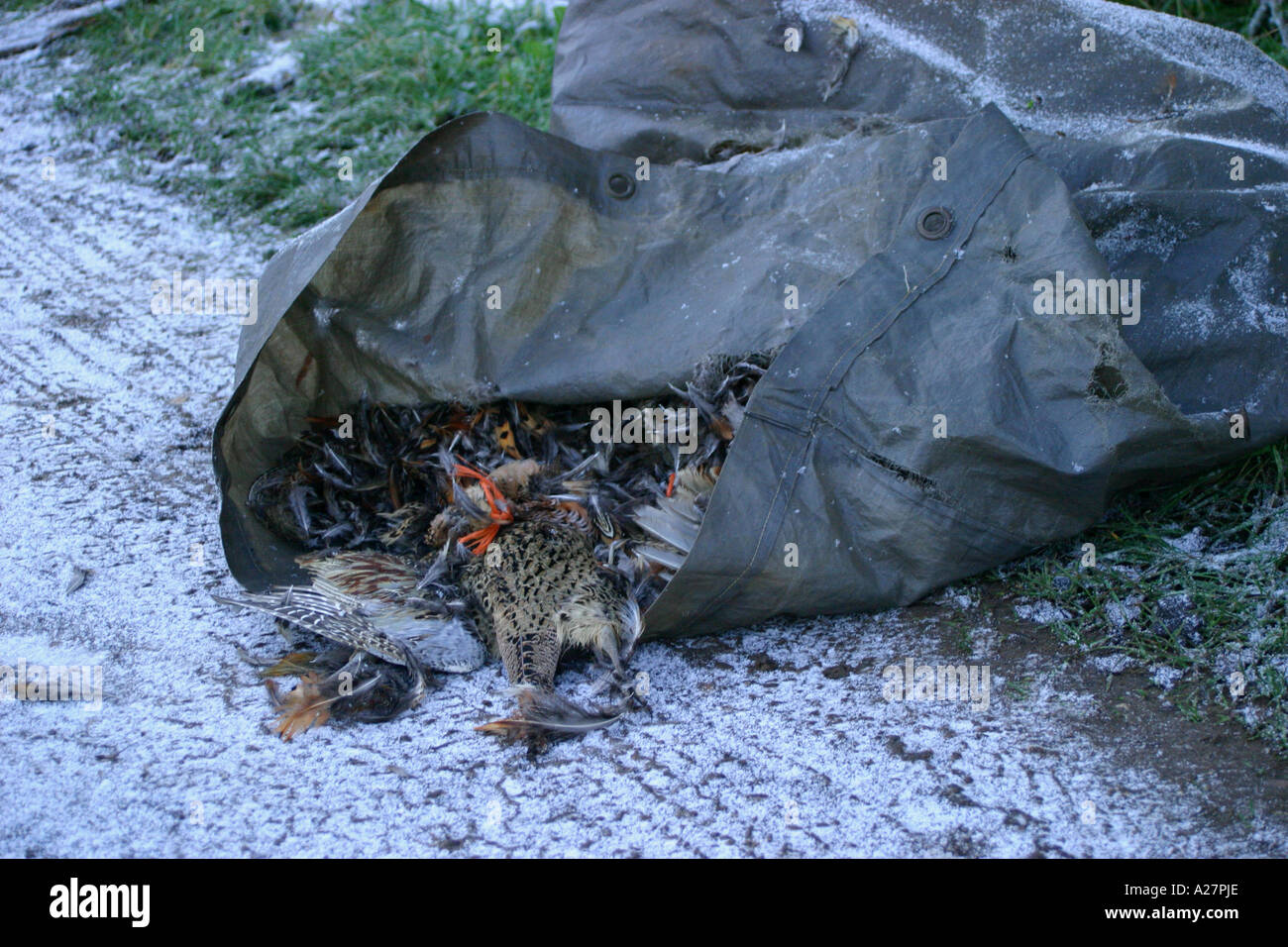 Tote Fasane gedumpten auf einem Feldweg nach Shooting Stockfoto
