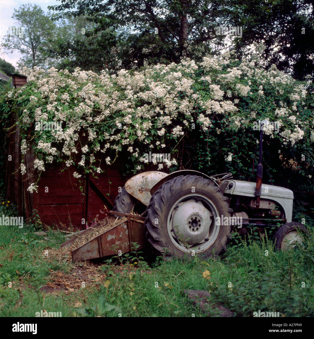 Rosa filipes 'Kiftsgate' Rose Wandern über eine Eisenbahn in ländlichen Carmarthenshire Wales UK KATHY DEWITT Stockfoto