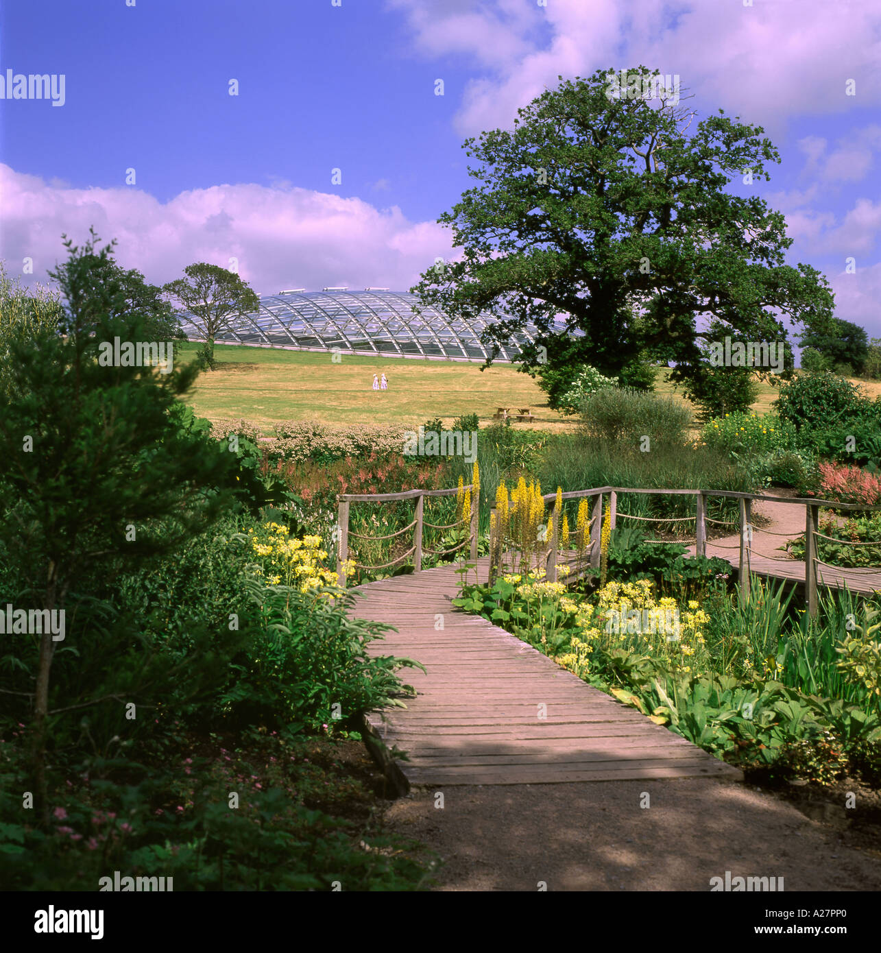 Das grosse Gewächshaus durch Architekten Norman Foster & Gärten National Botanic Garden of Wales Carmarthenshire West Wales UK KATHY DEWITT konzipiert Stockfoto