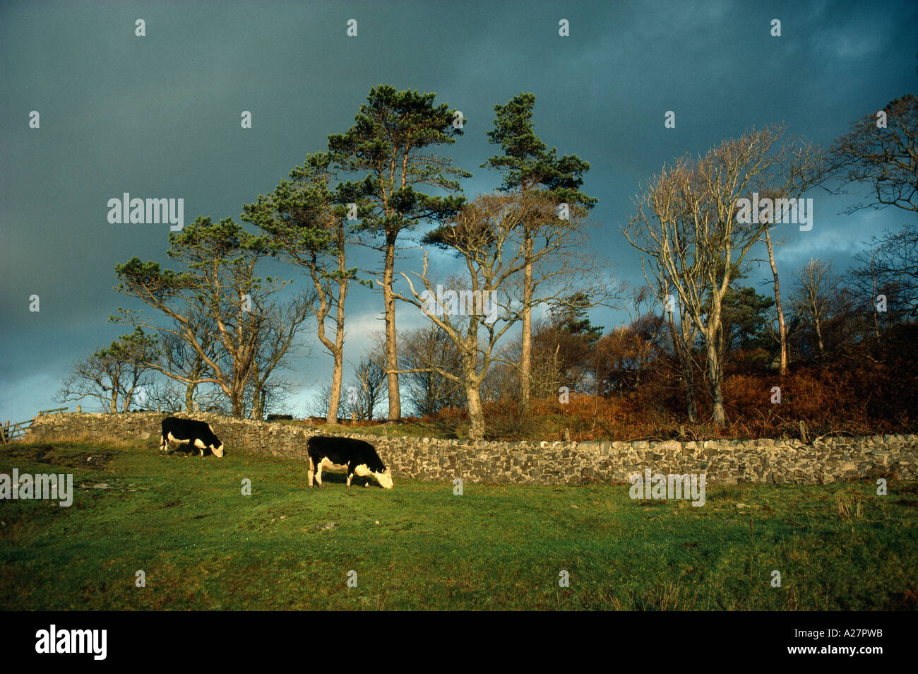 HEREFORD RINDER WEIDEN IN DER NÄHE VON LOCH INDAAL ISLAYY CROSS Stockfoto