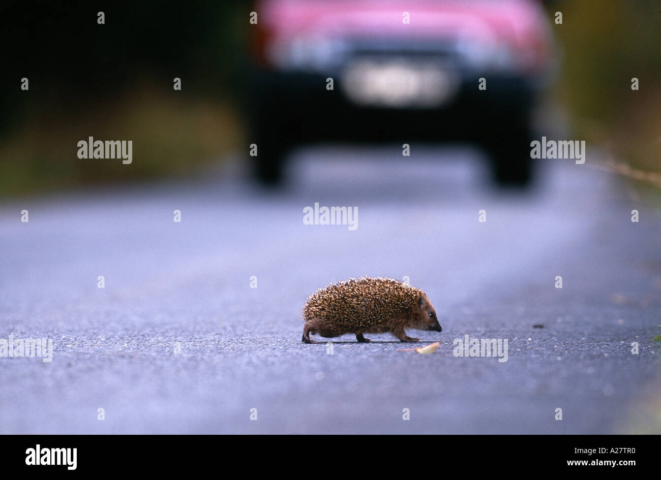 EUROPÄISCHE IGEL KREUZUNG STRAßE Stockfoto