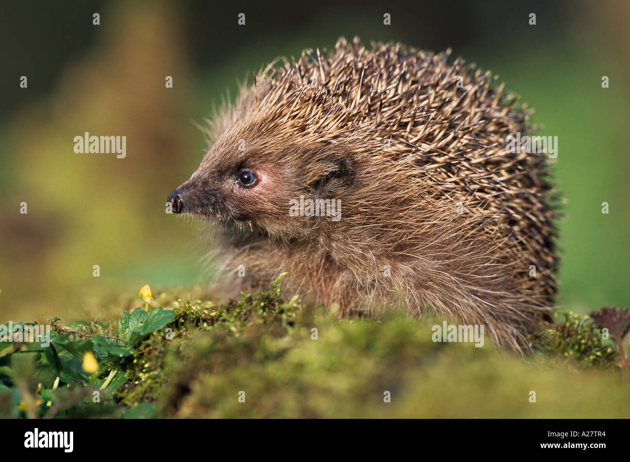 IGEL AUF NAHRUNGSSUCHE FRÜHLING WALD Stockfoto