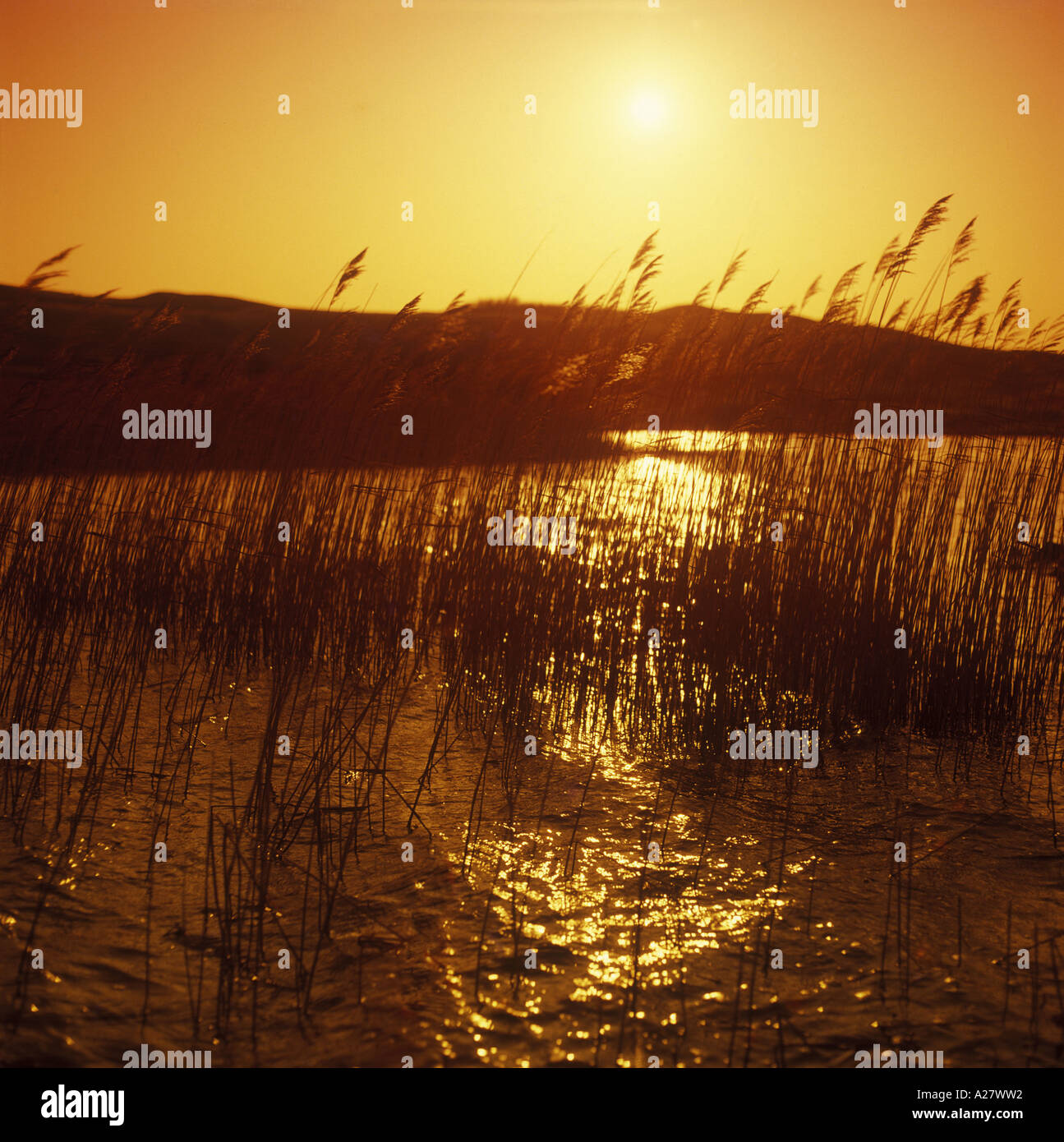 Schilf weht in einem schottischen See bei Sonnenuntergang Stockfoto
