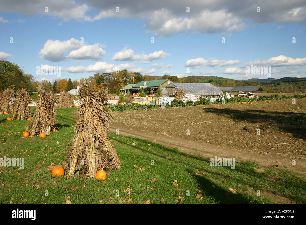 Kürbisse und Garben von Korn in Feld Ascutney Vermont USA Stockfoto
