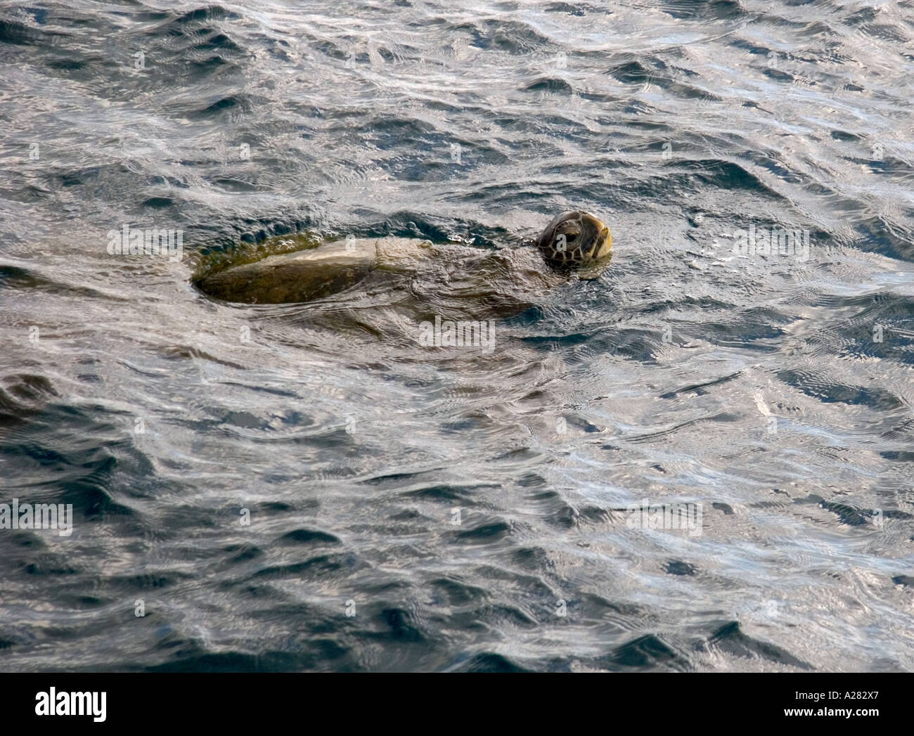 Eine grüne Meeresschildkröte im Pazifischen Ozean in der Nähe von Maui, Hawaii. Stockfoto
