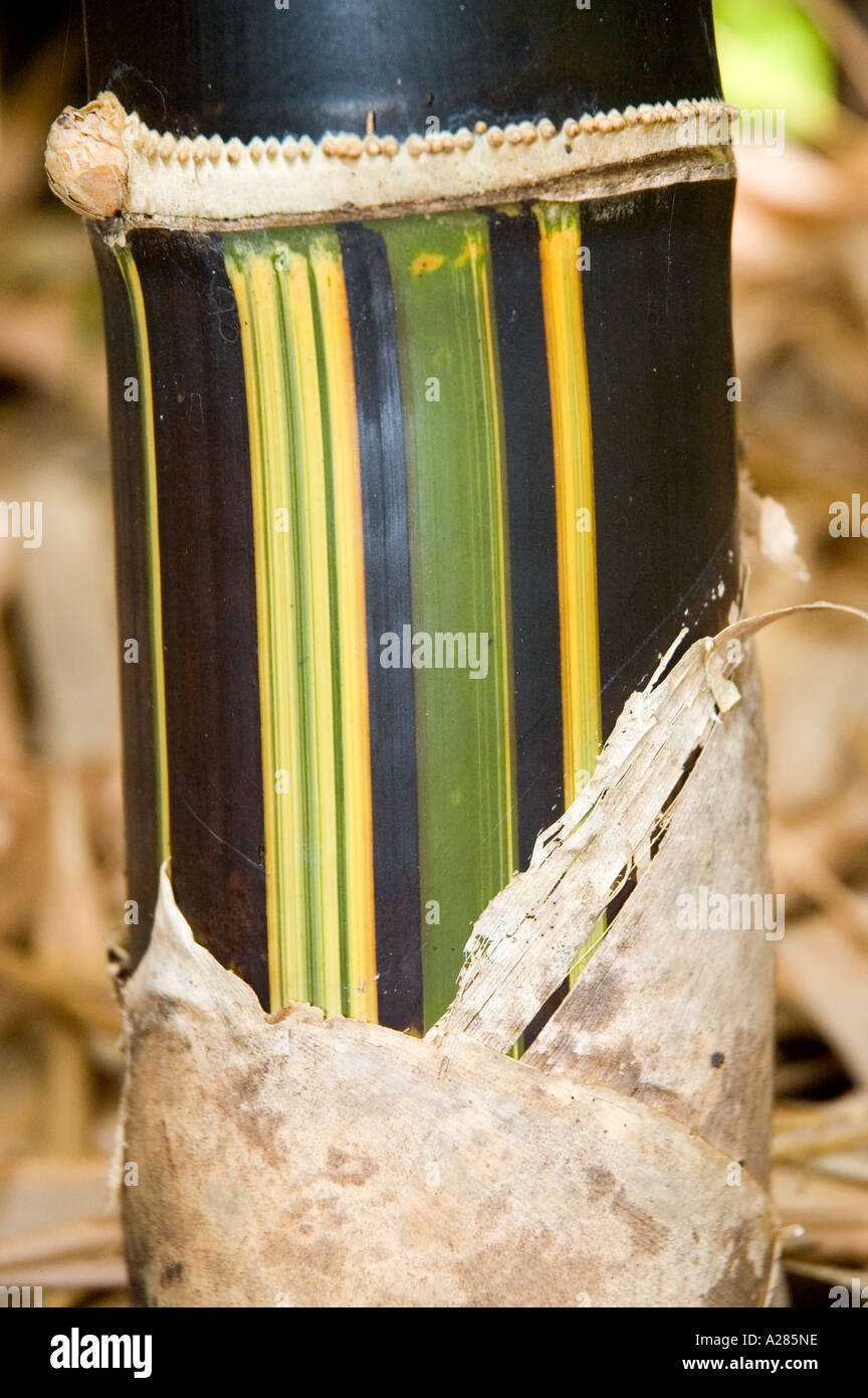 Halm Bambusa Lako, Timor schwarz, zeigen Panaschierung, Creme grün und schwarz. DSC_7906 Stockfoto