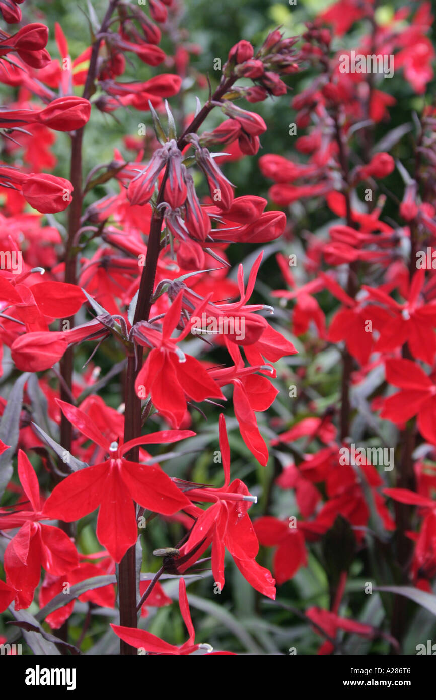 Lobelia Cardinalis Königin Victoria Blumen Stockfoto