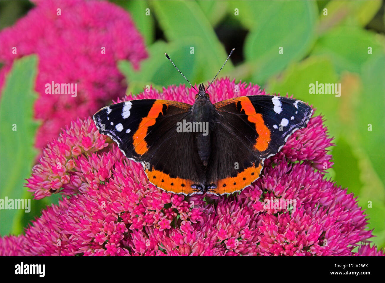 Red Admiral Schmetterling Vanessa atalanta auf Hylotelephium spectabile Blume. Stockfoto