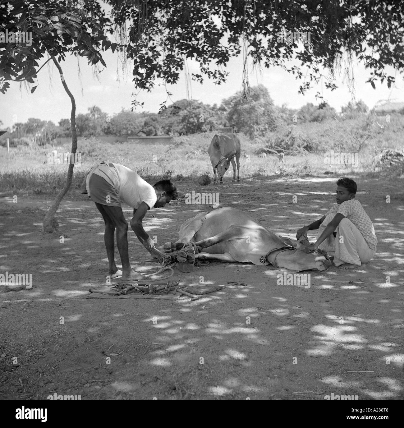 MAA76631 zwei Männer, die eine Kuh aufsetzen Beine Indien Hufe beschlagen Stockfoto