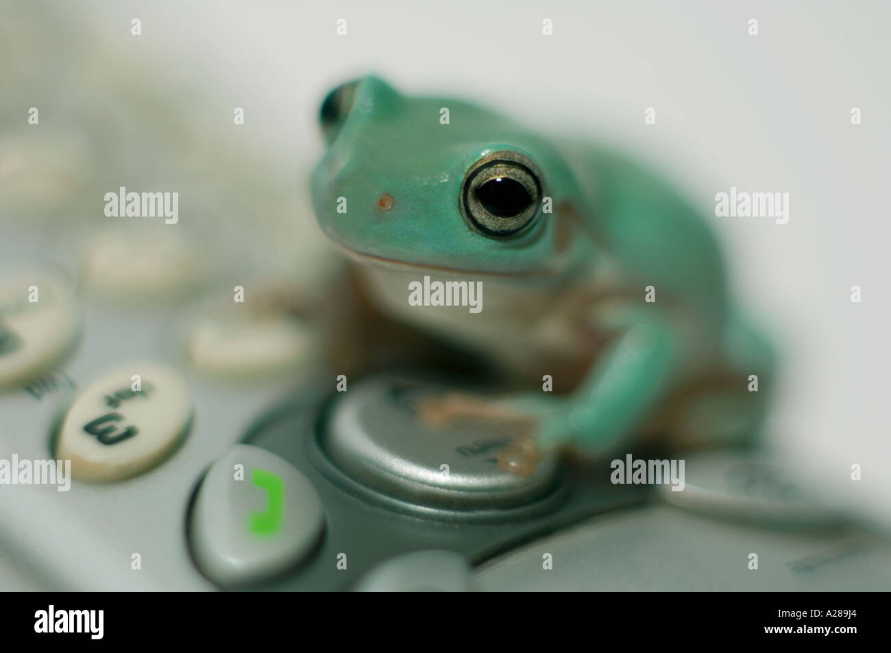 Weißen Laubfrosch Stockfoto