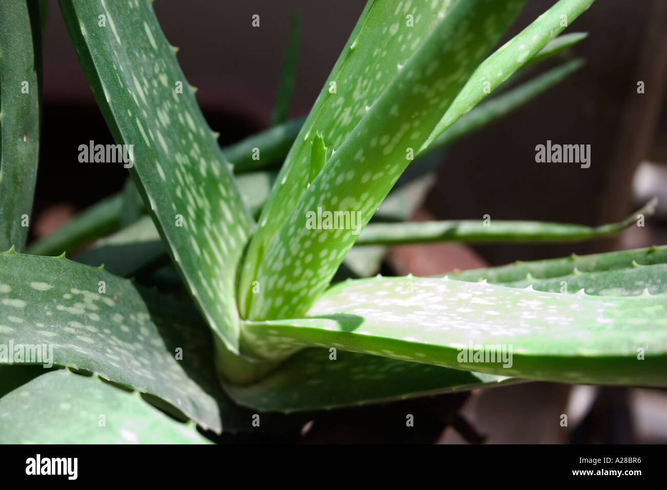 Aloe Vera Pflanze, Kuwar patha, natürliche Gesundheit Nahrung Stockfoto