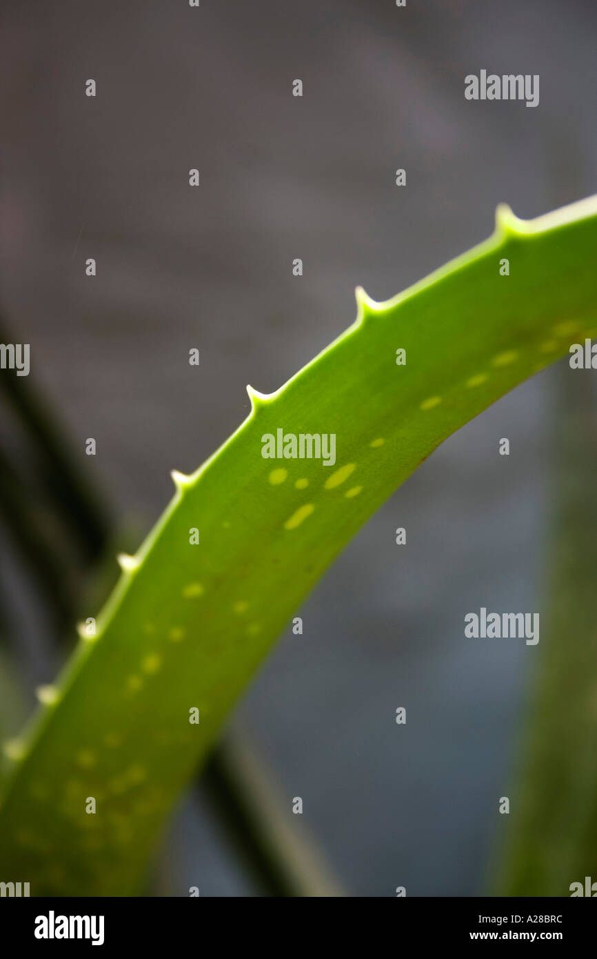 Aloe Vera Pflanze, Kuwar patha, natürliche Gesundheit Nahrung Stockfoto