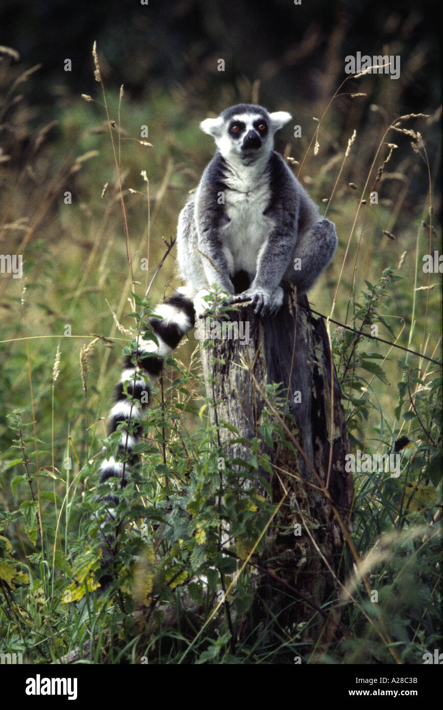 Ring-Tailed Lemur Sitzend auf einem Baumstumpf Stockfoto