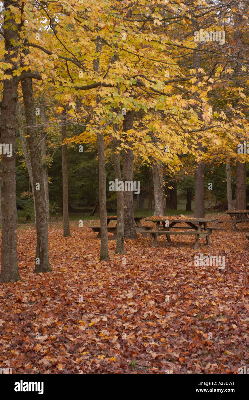 Ein paar Baumstämme mit gelben Blättern und eine dünne Schicht von orange Laub im Frühherbst mit Bänken. Stockfoto