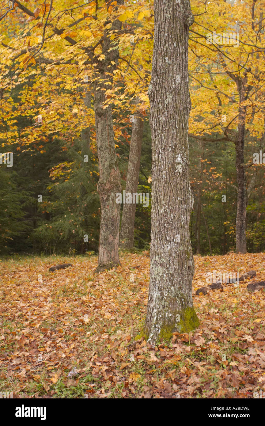 Ein paar Baumstämme mit gelben Blättern und eine dünne Schicht von orange Laub im Frühherbst. Stockfoto
