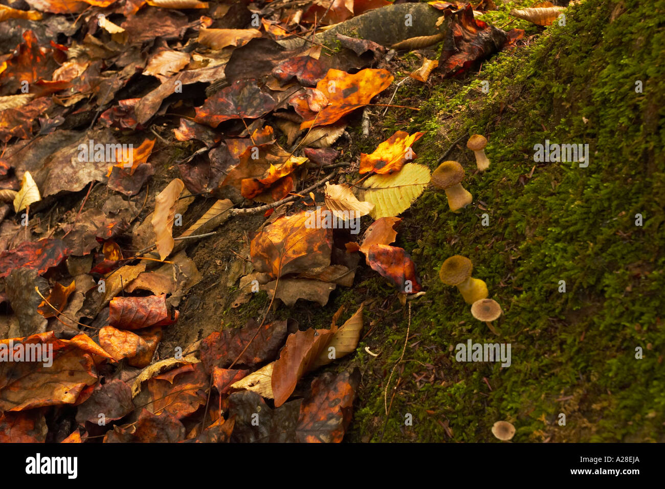 Eine Nahaufnahme der Blätter und Pilze auf der Basis eines Baumstammes. Stockfoto