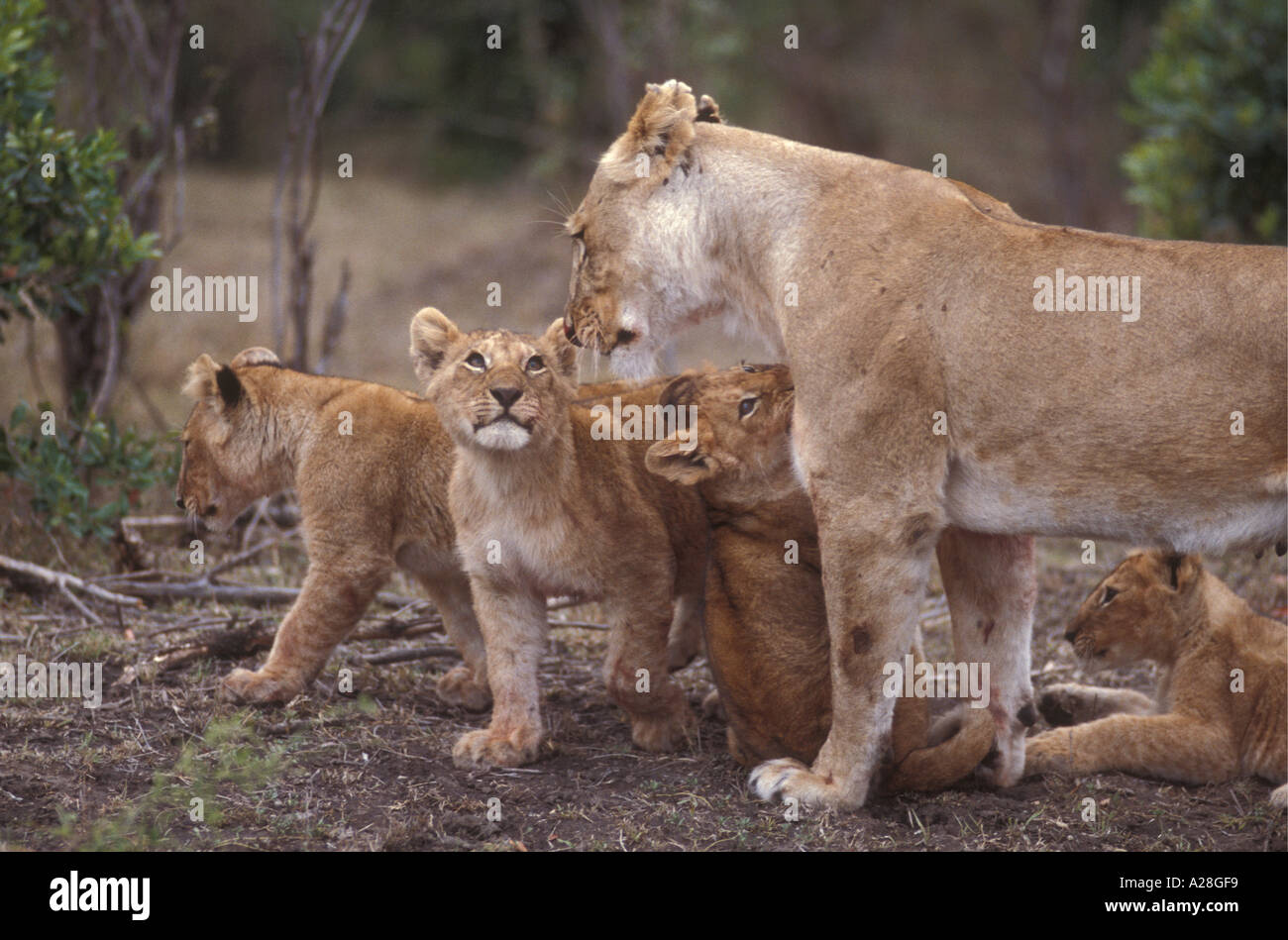 Löwin und vier Jungtiere, die mit ihrem Masai Mara National Reserve Kenia in Ostafrika spielen wollen Stockfoto