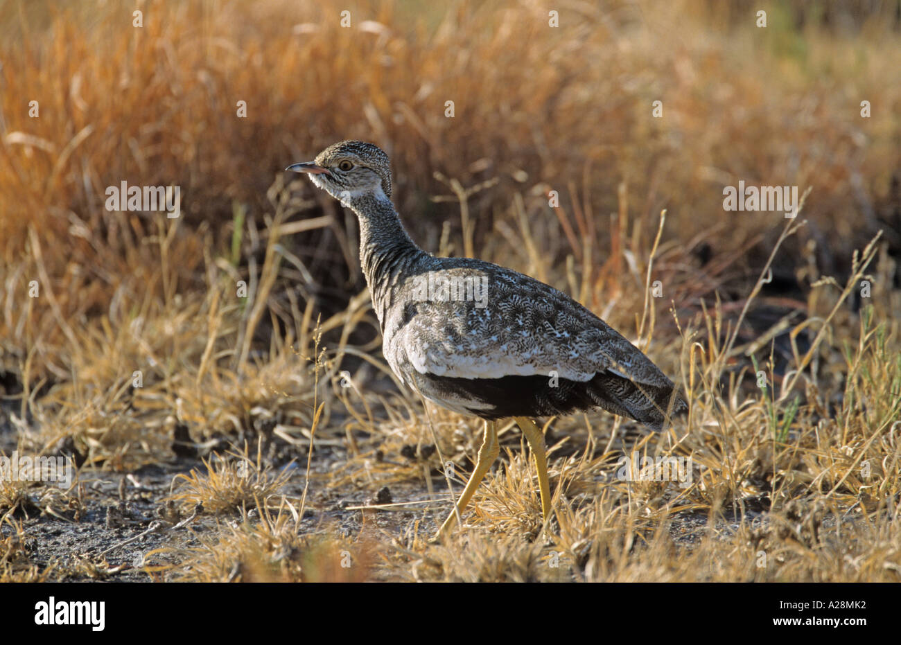 Schwarz Korhaan Eupodatis Afra weiblich Stockfoto