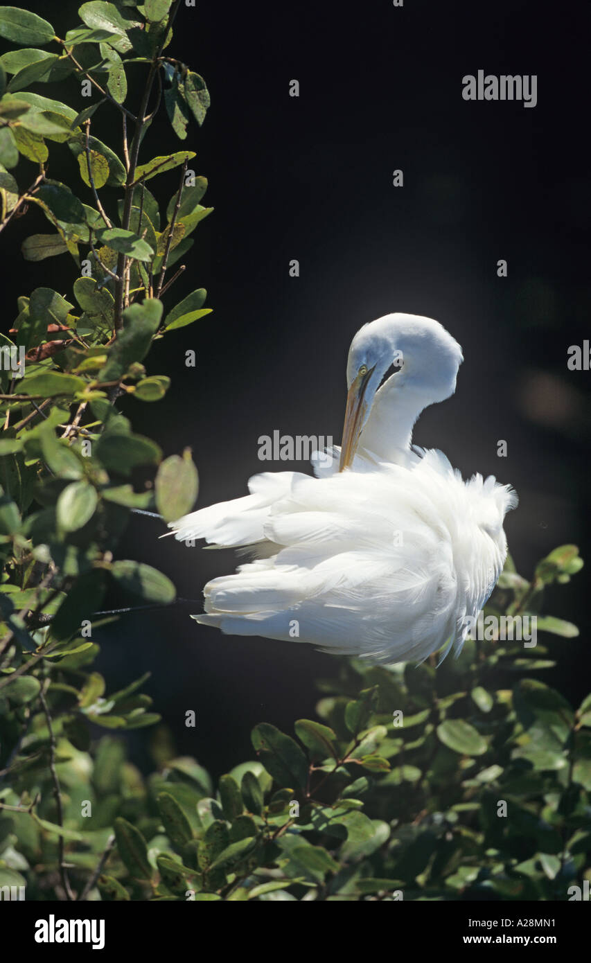 Große Silberreiher-Casmerodius Albus putzen Stockfoto